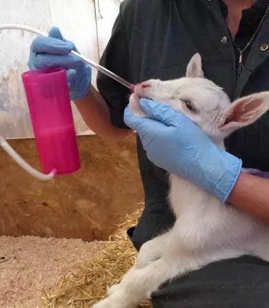 TRUSTI TUBER zonde jaunpiena vai piena barošanai (240ml)